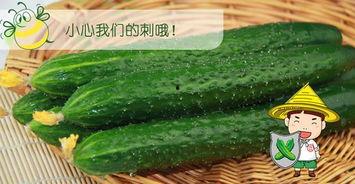 吃瓜视频苏六,吃瓜视频中的“瓜王”传奇  第1张