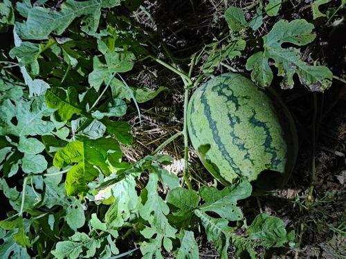 吃瓜视频苏六,吃瓜视频中的“瓜王”传奇  第3张