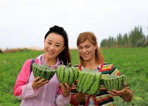 吃瓜大国,揭秘我国网络舆论场的独特现象