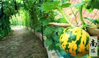 幼儿吃瓜比赛流程,幼儿吃瓜大赛趣味盎然