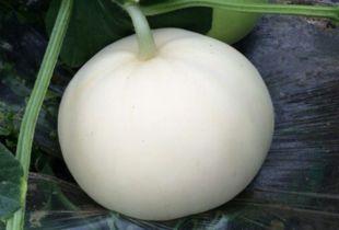 水肿吃梨瓜吗,水肿患者的天然良药