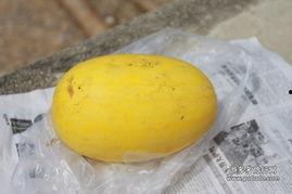 梦见吃黄皮瓜,黄皮瓜的神秘诱惑