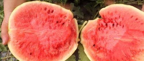 梦见吃黄皮瓜,黄皮瓜的神秘诱惑