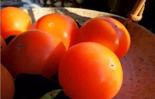 秋老虎吃瓜视频