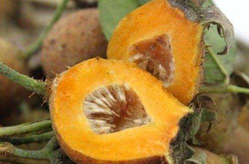 刺梨吃瓜怎么没了,一场意外的消失之旅