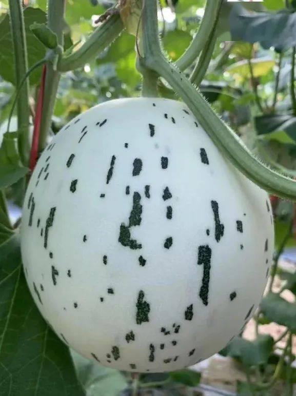 刺梨吃瓜怎么没了,一场意外的消失之旅