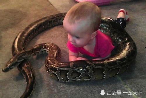 男人和蛇吃瓜,男人与蛇的神秘瓜界传奇