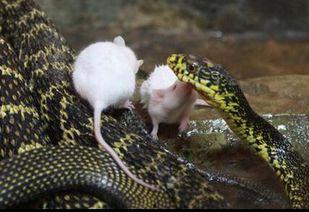 男人和蛇吃瓜,男人与蛇的神秘瓜界传奇