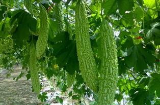 普普吃瓜,揭秘娱乐圈幕后故事