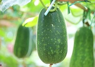 从吃瓜到种瓜,一场关于瓜果的奇妙旅程