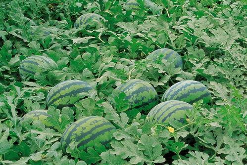 ucl吃瓜群,校园生活里的趣味与热议