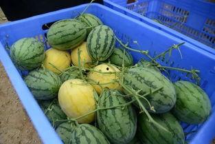 ucl吃瓜群,校园生活里的趣味与热议