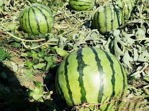 安徽水电学院吃瓜,校园吃瓜风云录