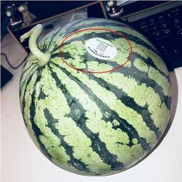 网红吃瓜 合集,盘点那些爆笑、惊悚、感人的瞬间