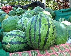 绿香妃瓜怎么吃,绿香妃瓜的多样食用指南