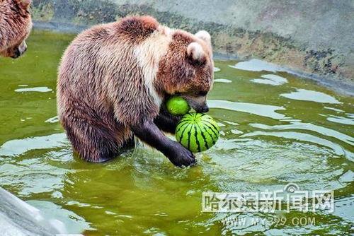 喂动物吃瓜,动物们的美味盛宴 第1张 喂动物吃瓜,动物们的美味盛宴 第1张