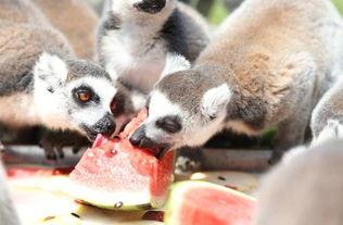 喂动物吃瓜,动物们的美味盛宴 第2张 喂动物吃瓜,动物们的美味盛宴 第2张