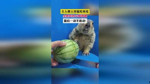 喂动物吃瓜,动物们的美味盛宴 第3张 喂动物吃瓜,动物们的美味盛宴 第3张