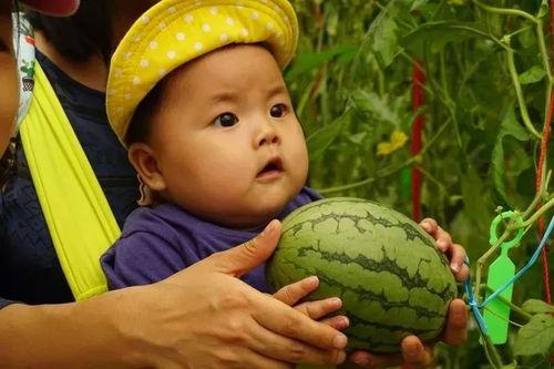 吃瓜群大合集,揭秘网络社交圈的趣味与争议