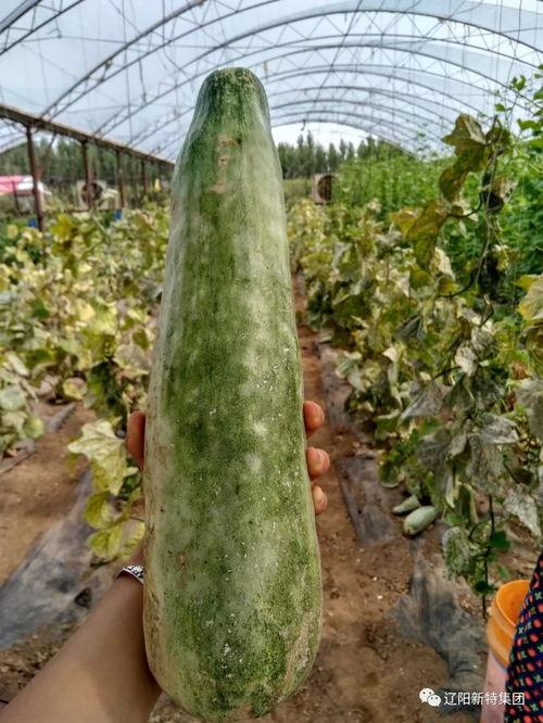 东营新区吃瓜,瓜果飘香，品味夏日田园风情