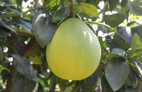 带柚吃瓜,夏日消暑新风尚