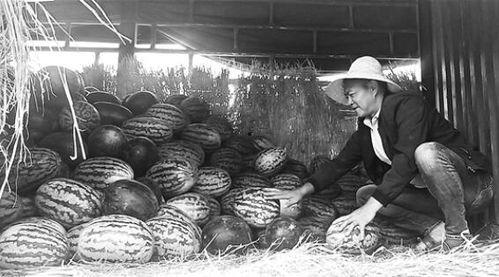 兰陵吃瓜群众事件,一场网络舆论的风暴与反思