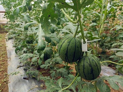 吃瓜小趣事,揭秘娱乐圈那些不为人知的幕后故事