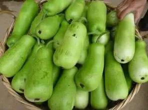 吃葫芦瓜的季节,葫芦瓜的季节盛宴