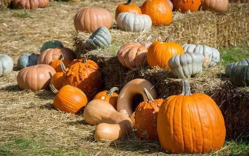 合格的吃瓜选手 第1张 合格的吃瓜选手 第1张