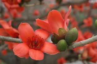 木棉花吃瓜,探寻自然与生活的和谐共鸣