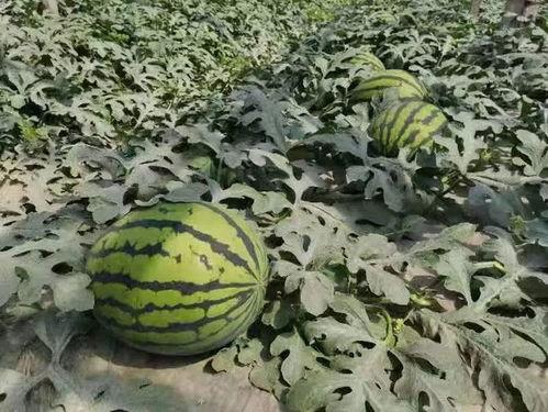 台台吃瓜,揭秘娱乐圈幕后故事