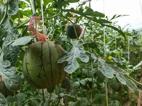 滕州蒋庄吃瓜,一场别开生面的“吃瓜”盛宴