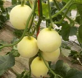 滕州蒋庄吃瓜,一场别开生面的“吃瓜”盛宴