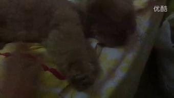 小百万吃瓜视频