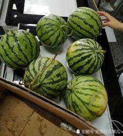 怎么在学校吃瓜,揭秘校园里的那些“秘密”美食