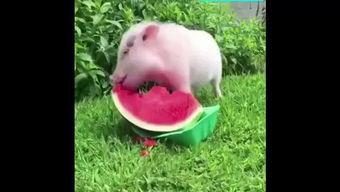 猪咪吃瓜,趣味横生的夏日美食之旅