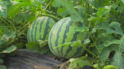 余姚吃瓜视频,揭秘当地美食文化背后的故事