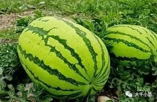 吃了哈密瓜吃西瓜有蒜味,揭秘蒜味之谜