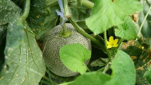 火山电梯带你吃瓜,带你穿越火山，品尝地心美味瓜果