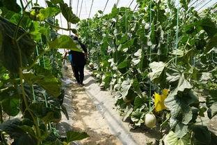 带你走进瓜地吃瓜视频,跟随视频带你体验夏日吃瓜乐趣