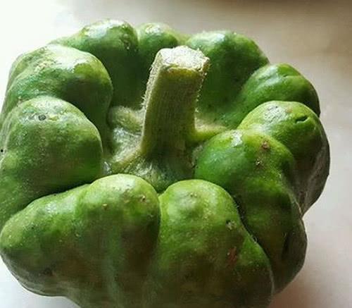 云南姜饼瓜怎么吃,传统美食的独特风味与食用指南