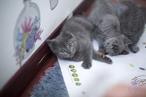 蓝猫吃瓜视频,揭秘娱乐圈幕后真相