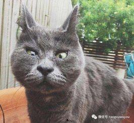 蓝猫吃瓜视频,揭秘娱乐圈幕后真相