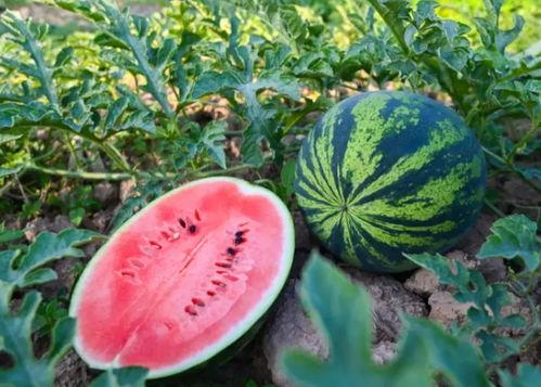 勐腊吃瓜,探寻热带风情下的瓜果盛宴