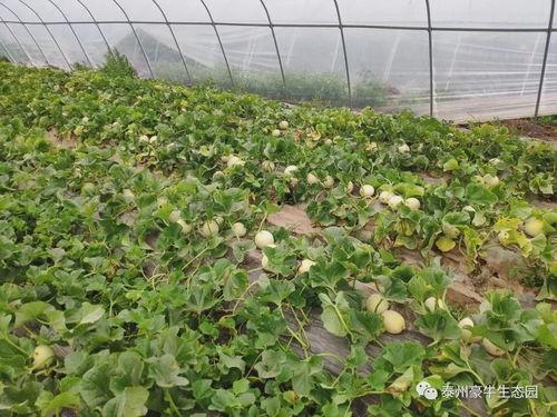 17吃瓜热门,揭秘娱乐圈最新八卦风云