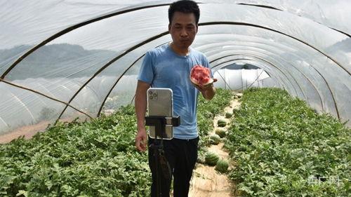 地头吃瓜的视频,揭秘田间地头的欢乐时光