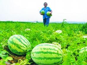 地头吃瓜的视频,揭秘田间地头的欢乐时光