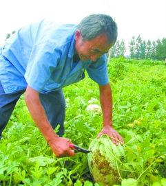 地头吃瓜的视频,揭秘田间地头的欢乐时光