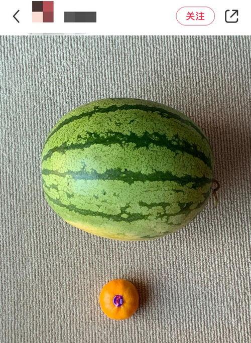 吃瓜老外铁蛋,揭秘国际视角下的中国网络文化现象