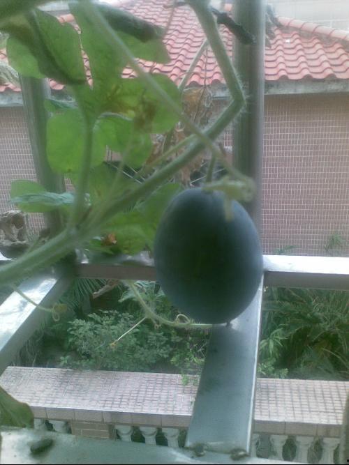 抖音阳台吃瓜,抖音美食新风尚